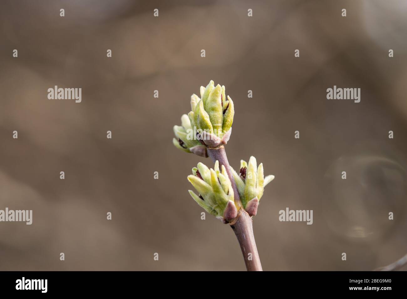 Box Elder Maple Flower Buds Opening in Springtime Stock Photo Alamy