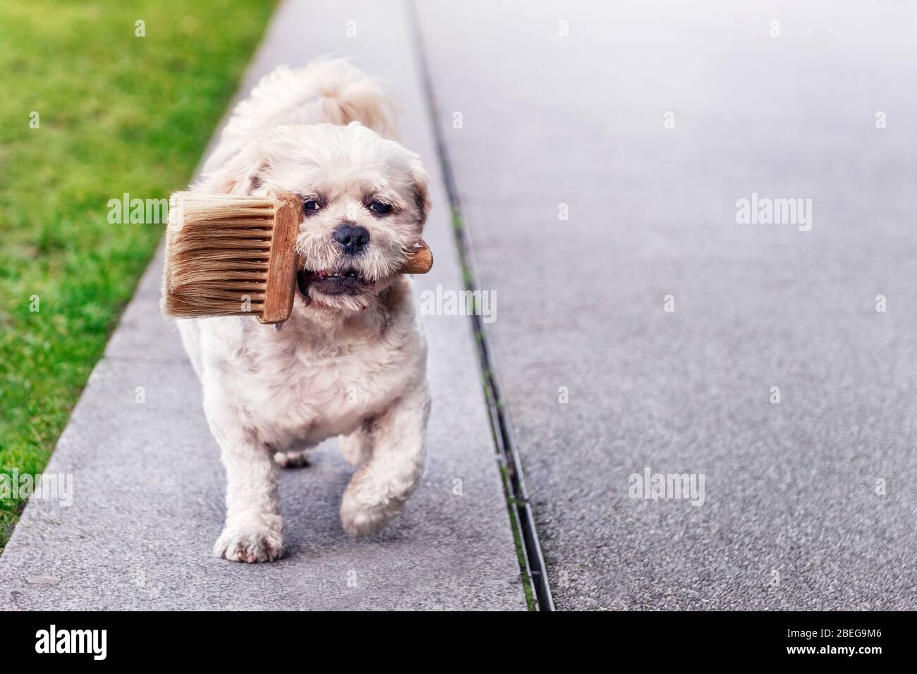 Small cute dog walking towards the camera with a paintbrush in its mouth Stock Photo