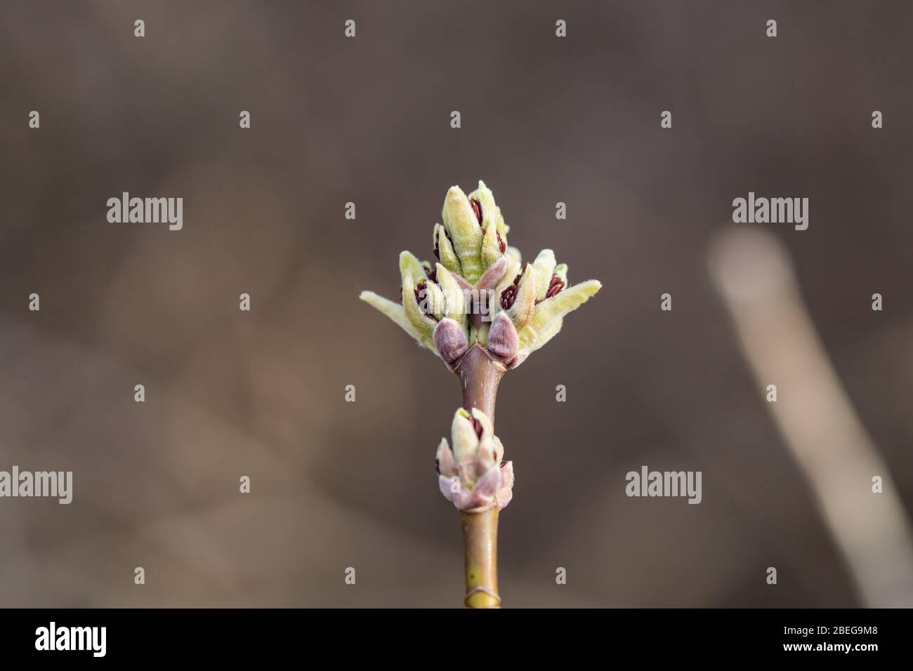 Box Elder Maple Flower Buds Opening in Springtime Stock Photo Alamy