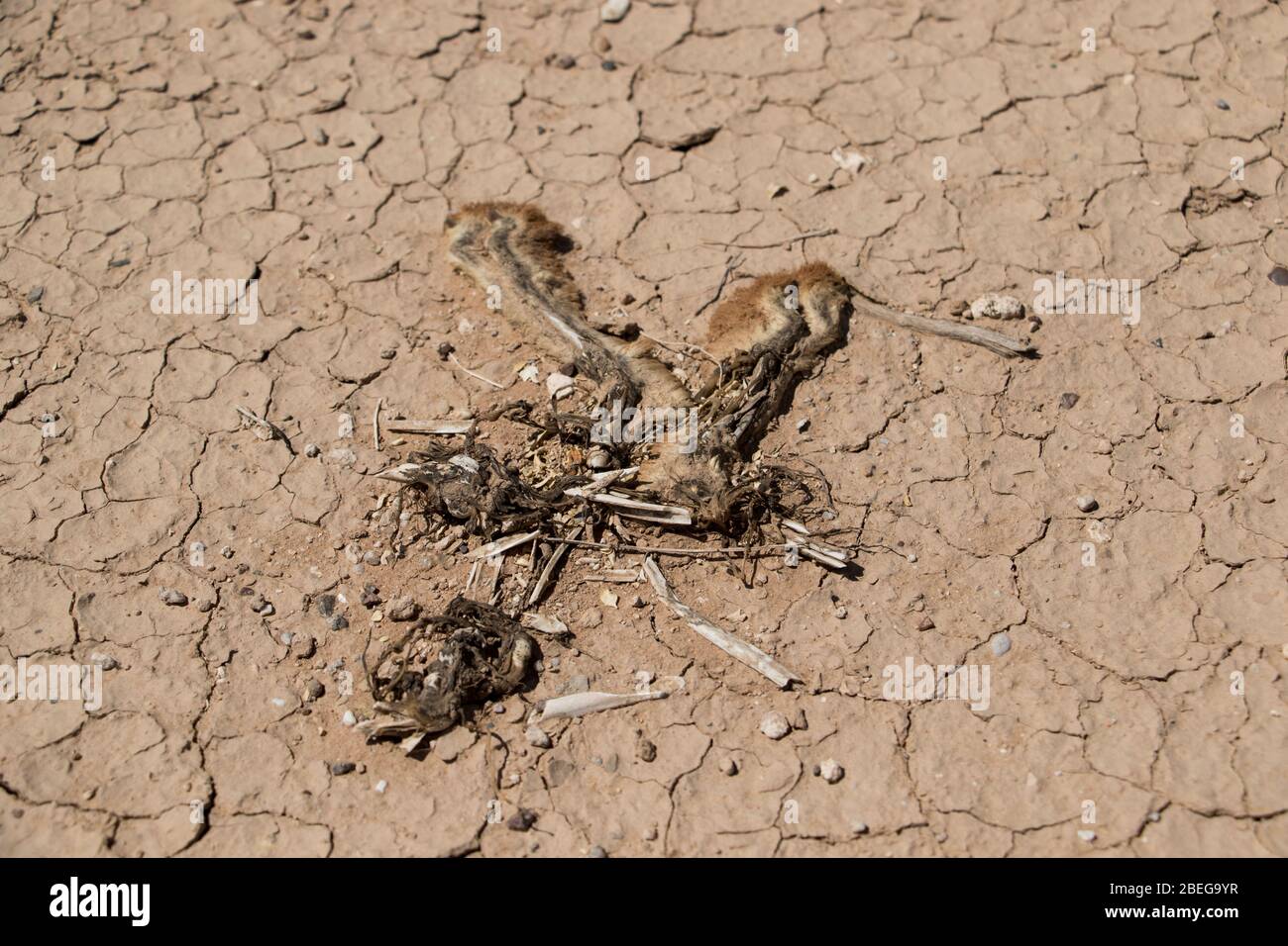 Dead rabbit in desert close up. Remains of rabbit road kill in the mild of a dry desert. Barren landscape with animal corpse. Arid dry landscape. Stock Photo