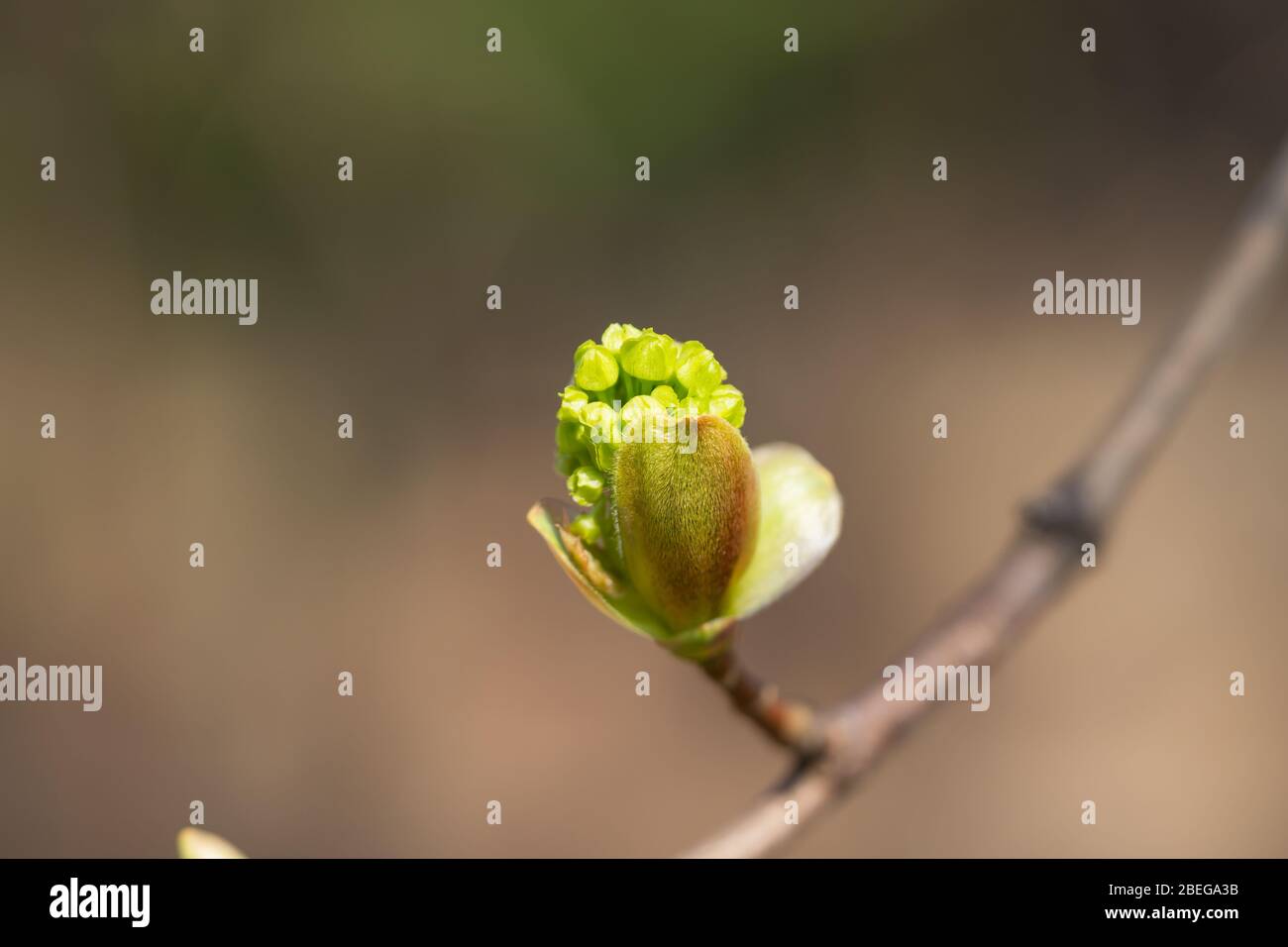 Norway Maple Flowers in Springtime Stock Photo