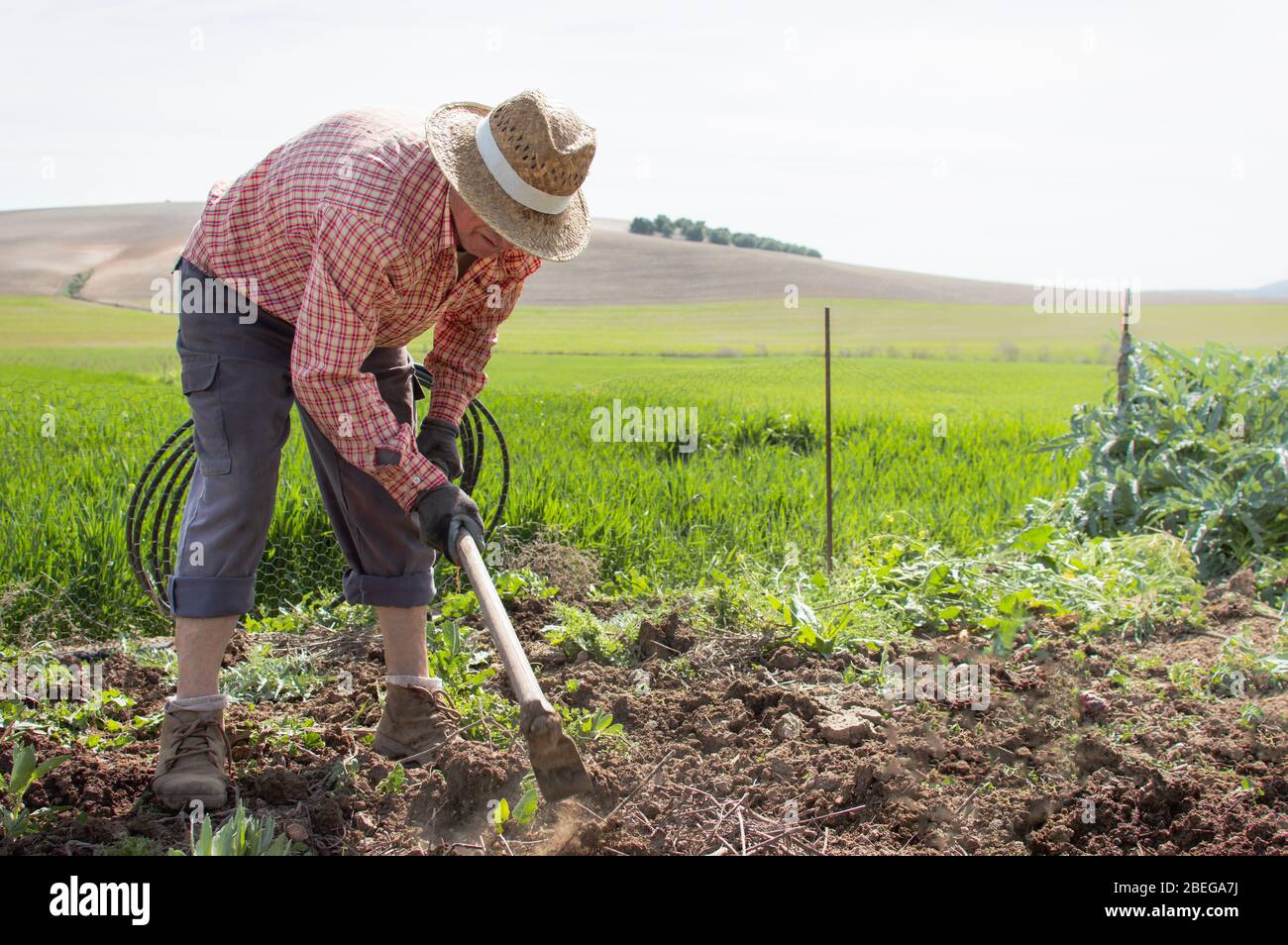 Old farmer with work clothes using a hoe to remove weed from an orchard in  the countryside. Man cleans soil in wheat field Stock Photo - Alamy