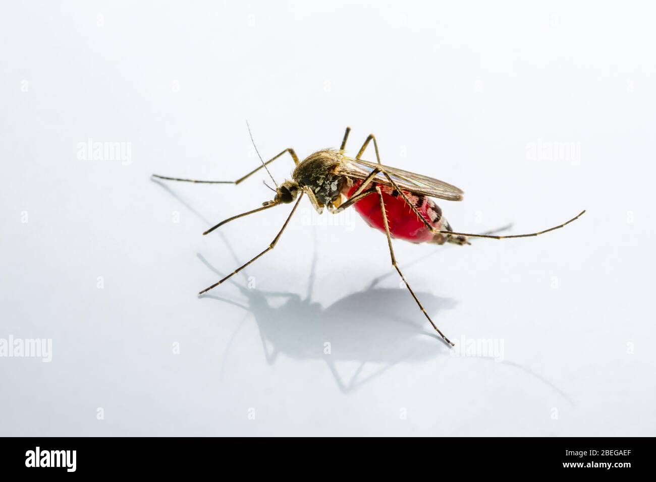 Infected Culex Mosquito on White Background, Leishmaniasis