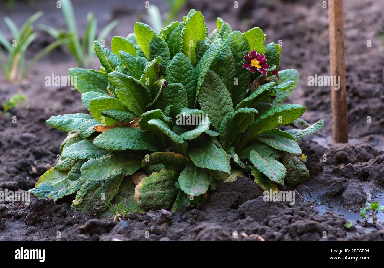 bush with large green leaves and red flowers Primula acaulis in the garden on a spring afternoon Stock Photo