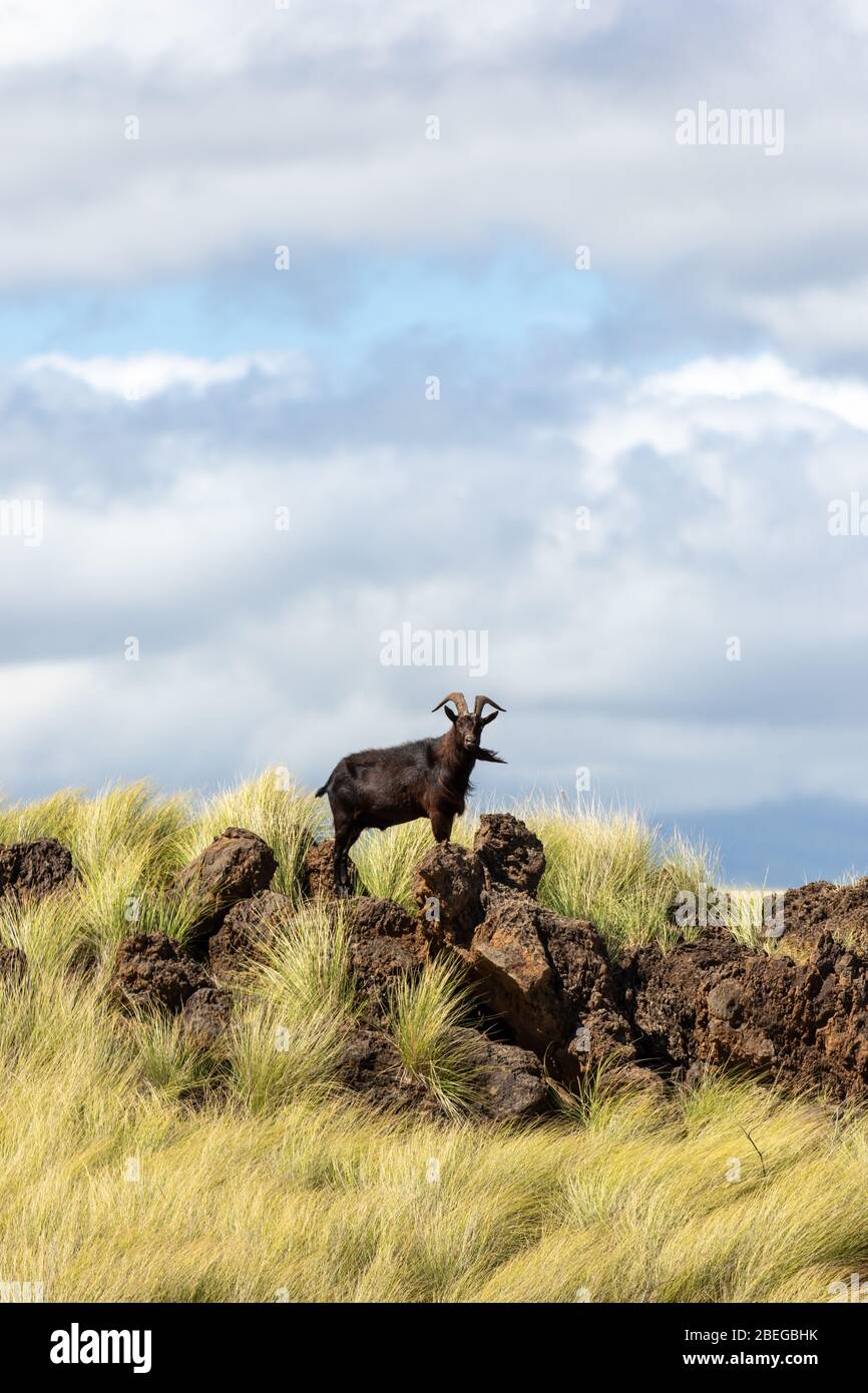 A wild goat on the Big Island of Hawaii Stock Photo