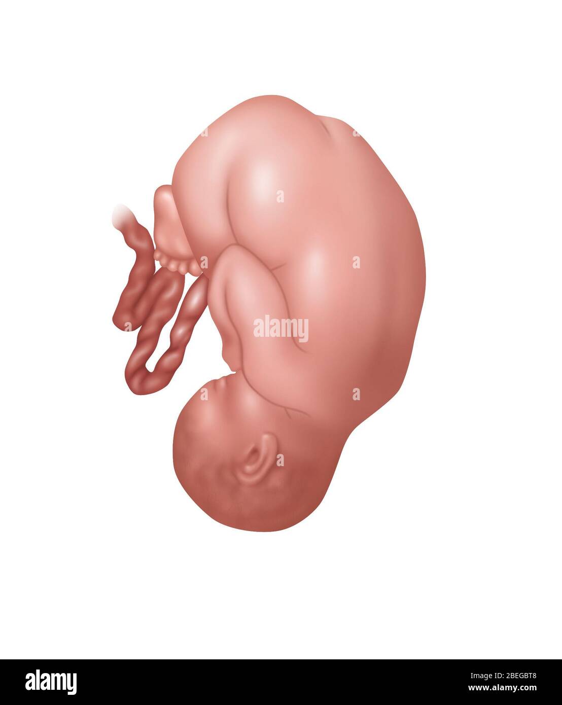 Fetus in Normal Position, Illustration Stock Photo