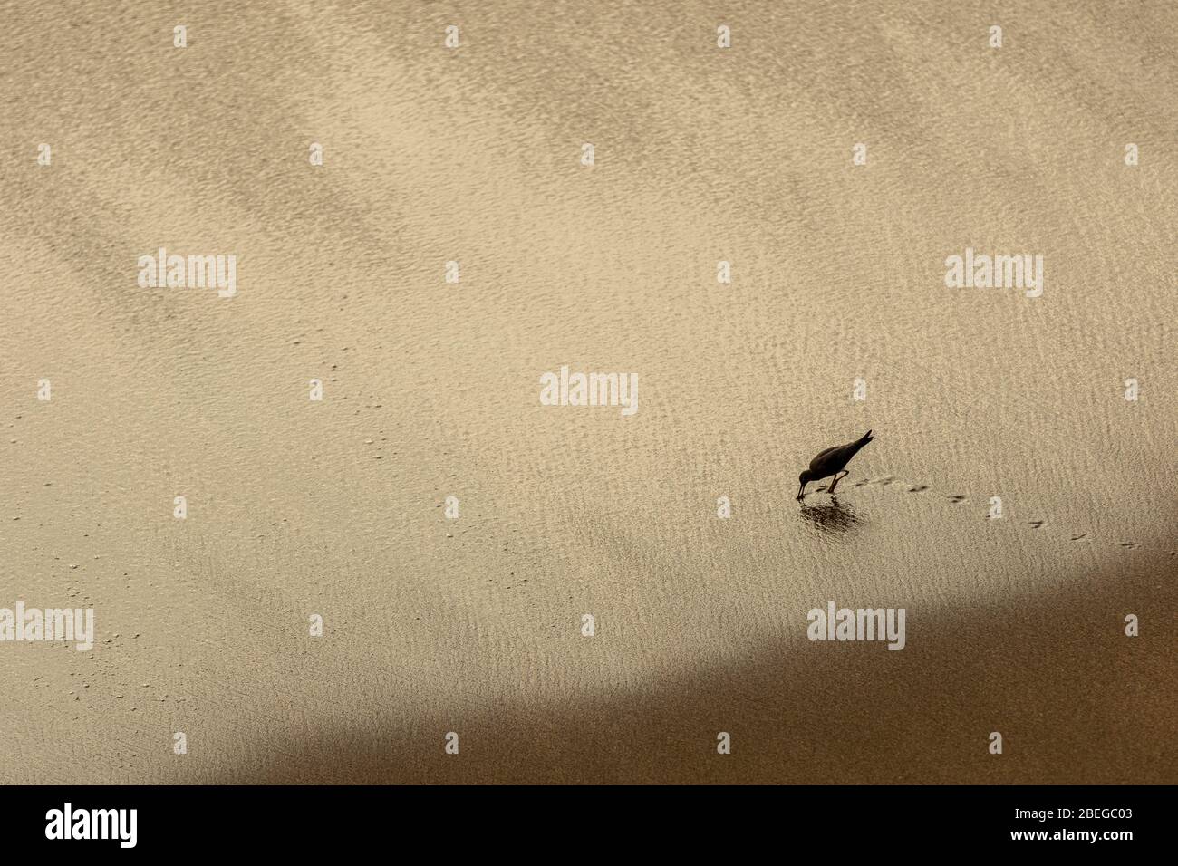 A shore bird silhouetted along the sandy shore Stock Photo