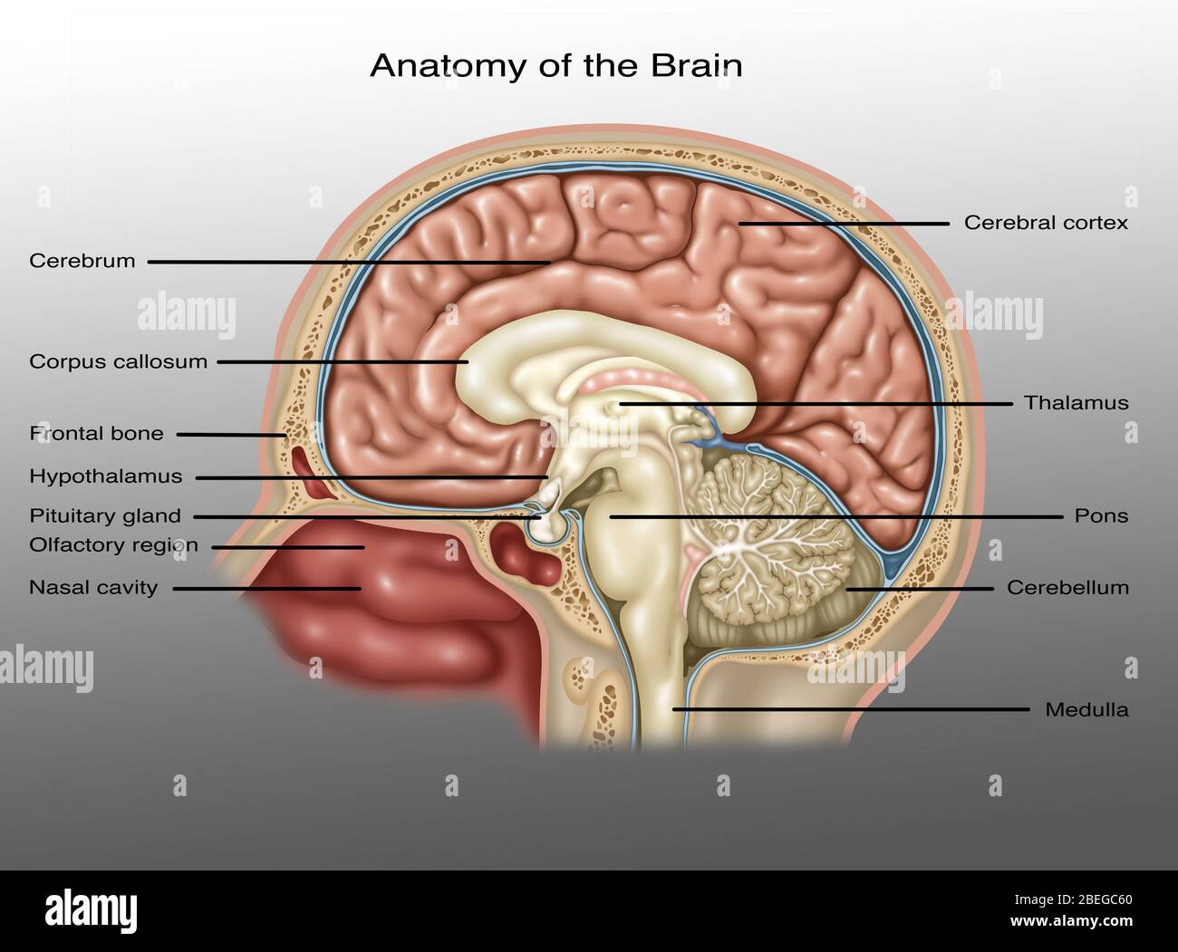 Anatomy of Brain, Illustration Stock Photo - Alamy