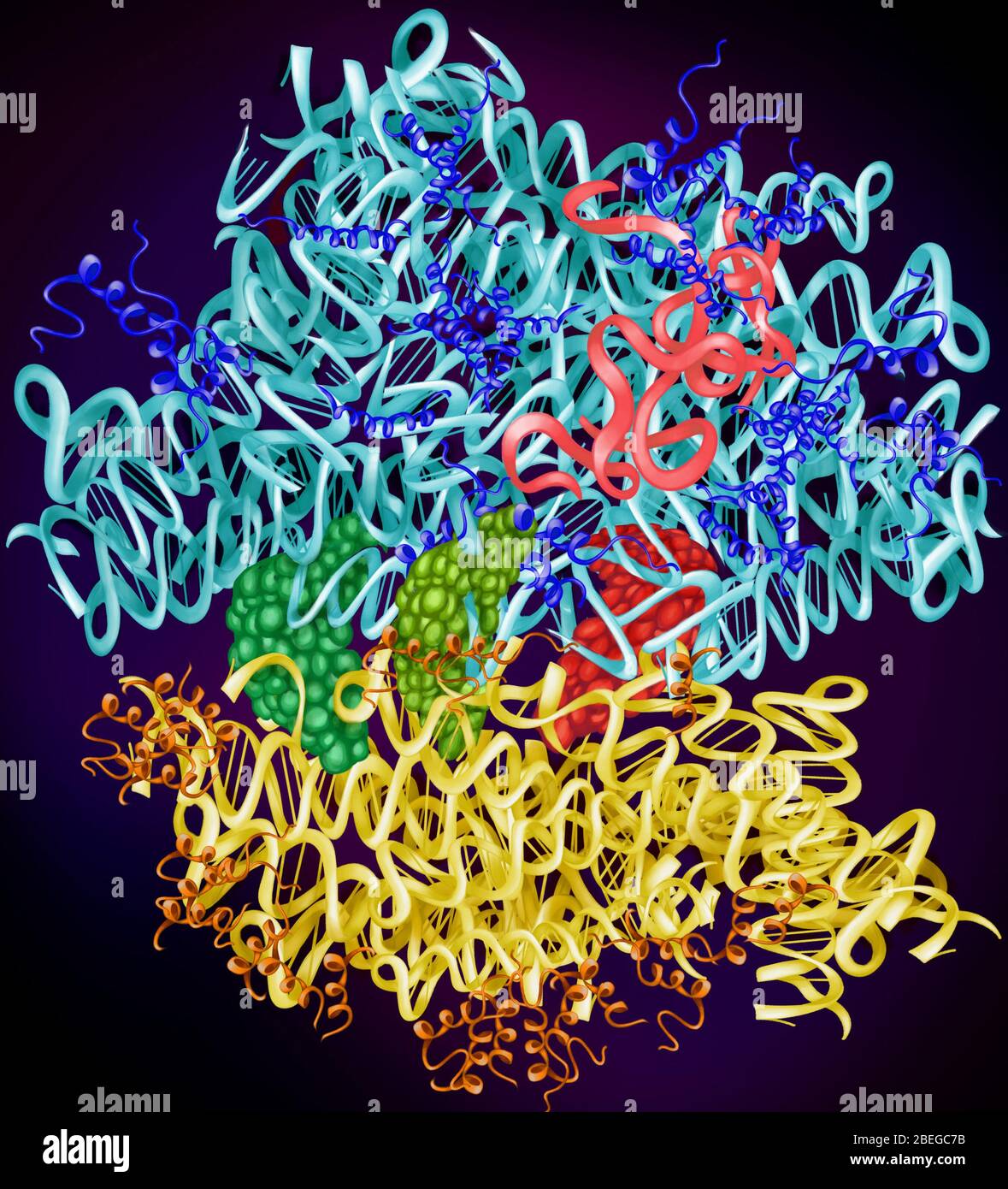 Ribosome, 2D Molecular Model Stock Photo