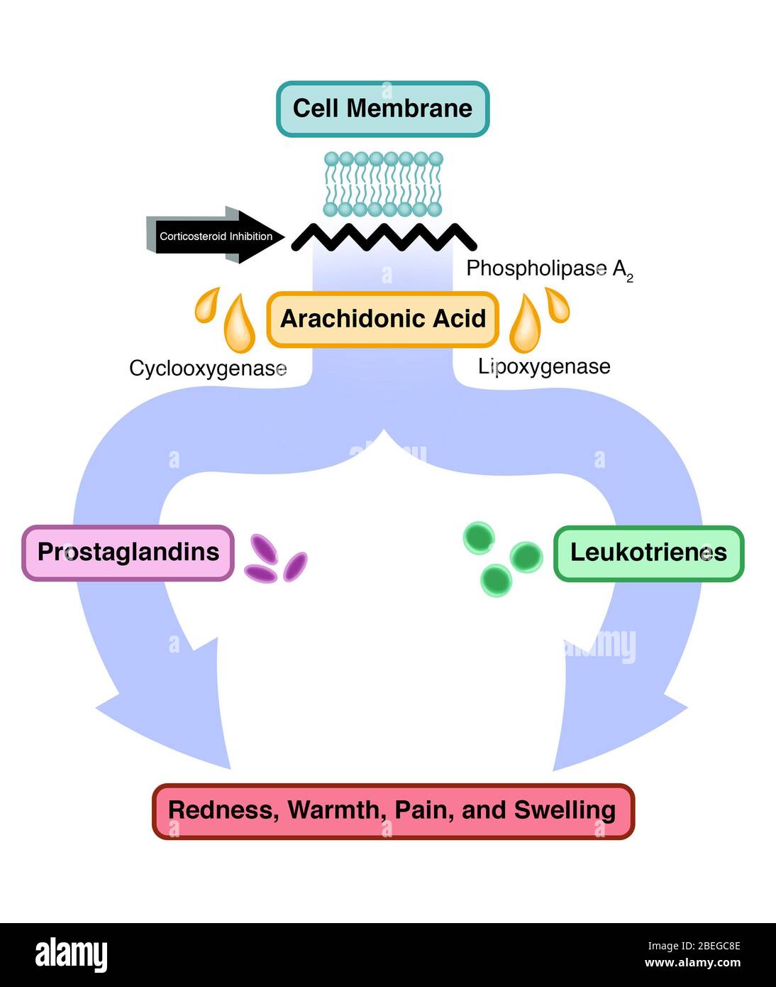 Inflammatory Cascade Inhibition, Illustrated Flow Chart Stock Photo