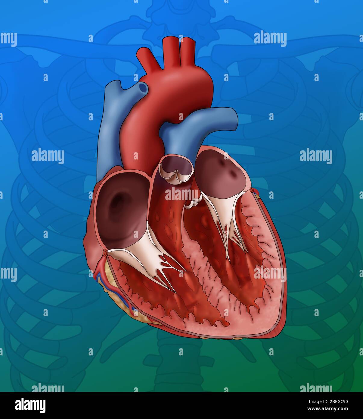 Heart Anatomy, Illustration Stock Photo