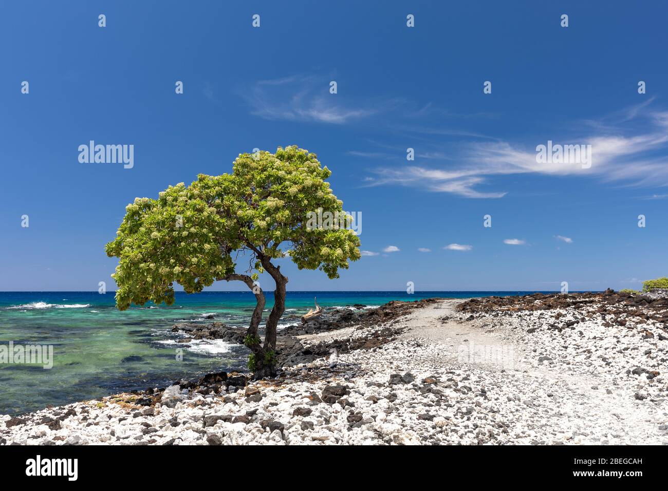 A lone tree on the stony shore of the Big Island, Hawaii Stock Photo
