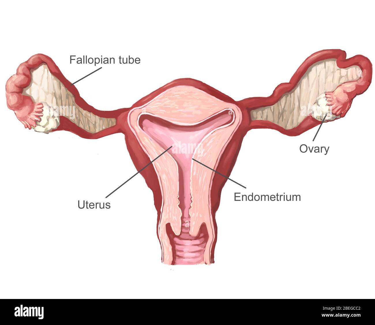 Uterus, Illustration, Labeled Stock Photo
