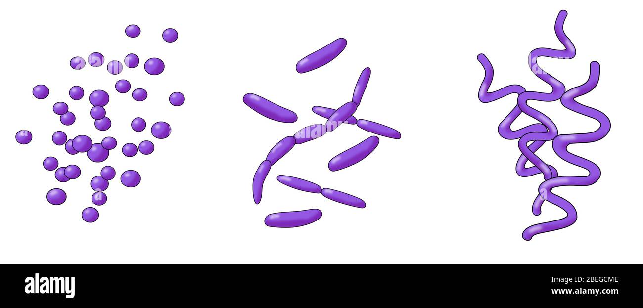 Bacteria Shapes, Illustration Stock Photo