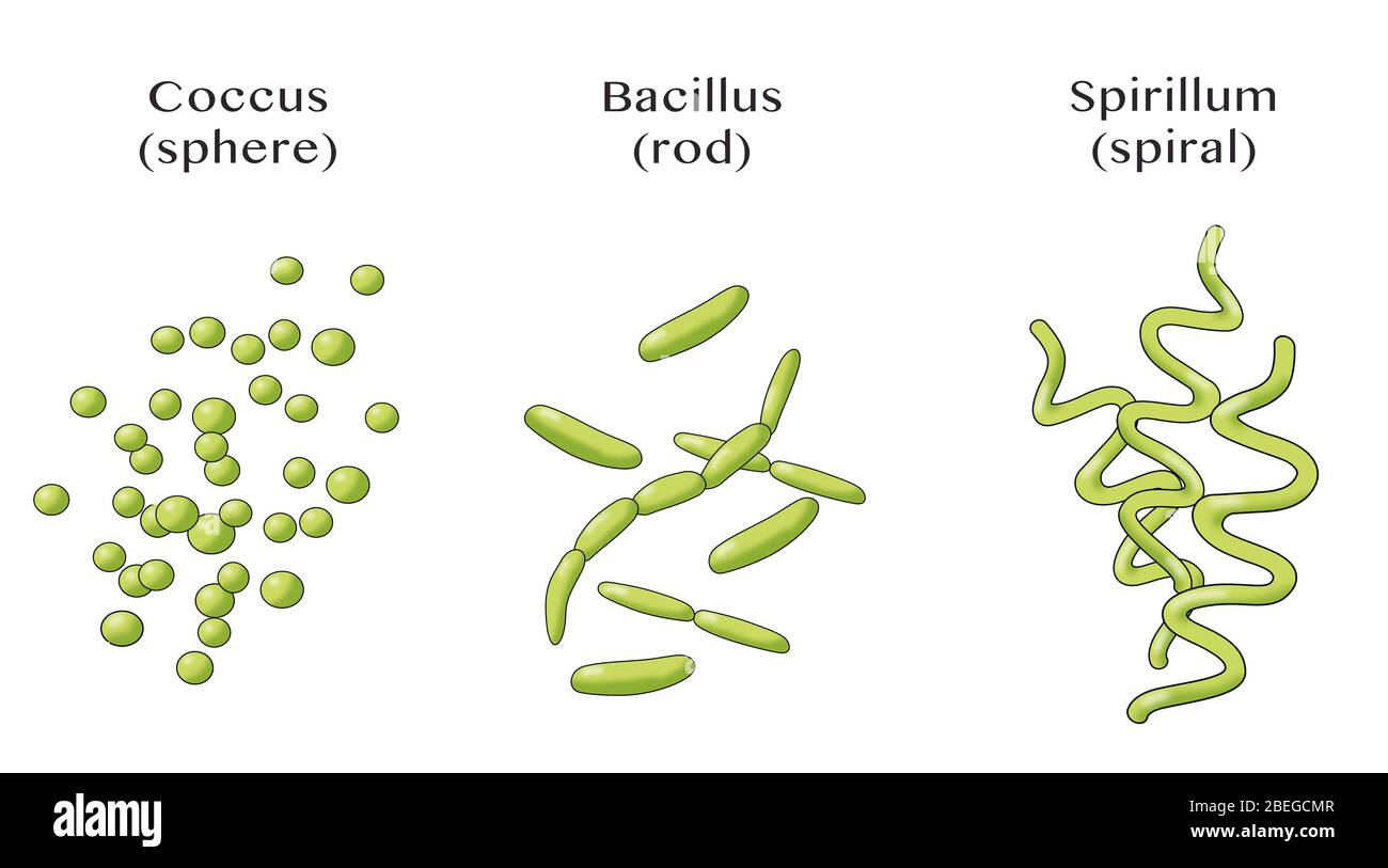 Bacteria Shapes, Illustration Stock Photo - Alamy