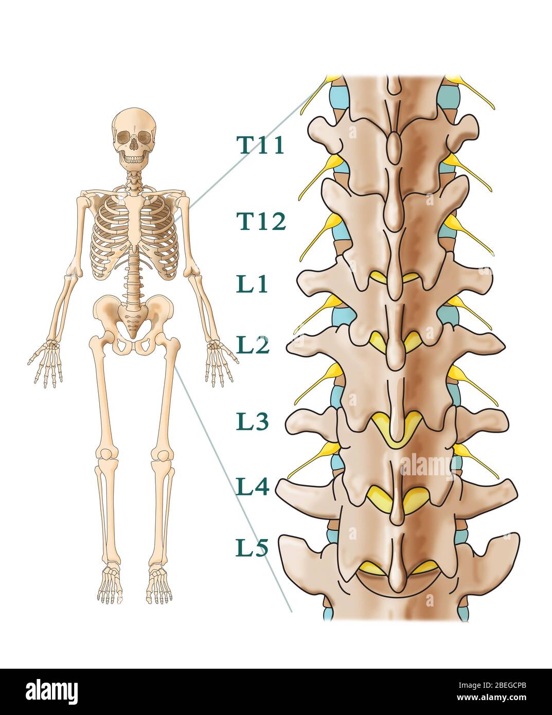 Anatomy of lumbar spine hi-res stock photography and images - Alamy