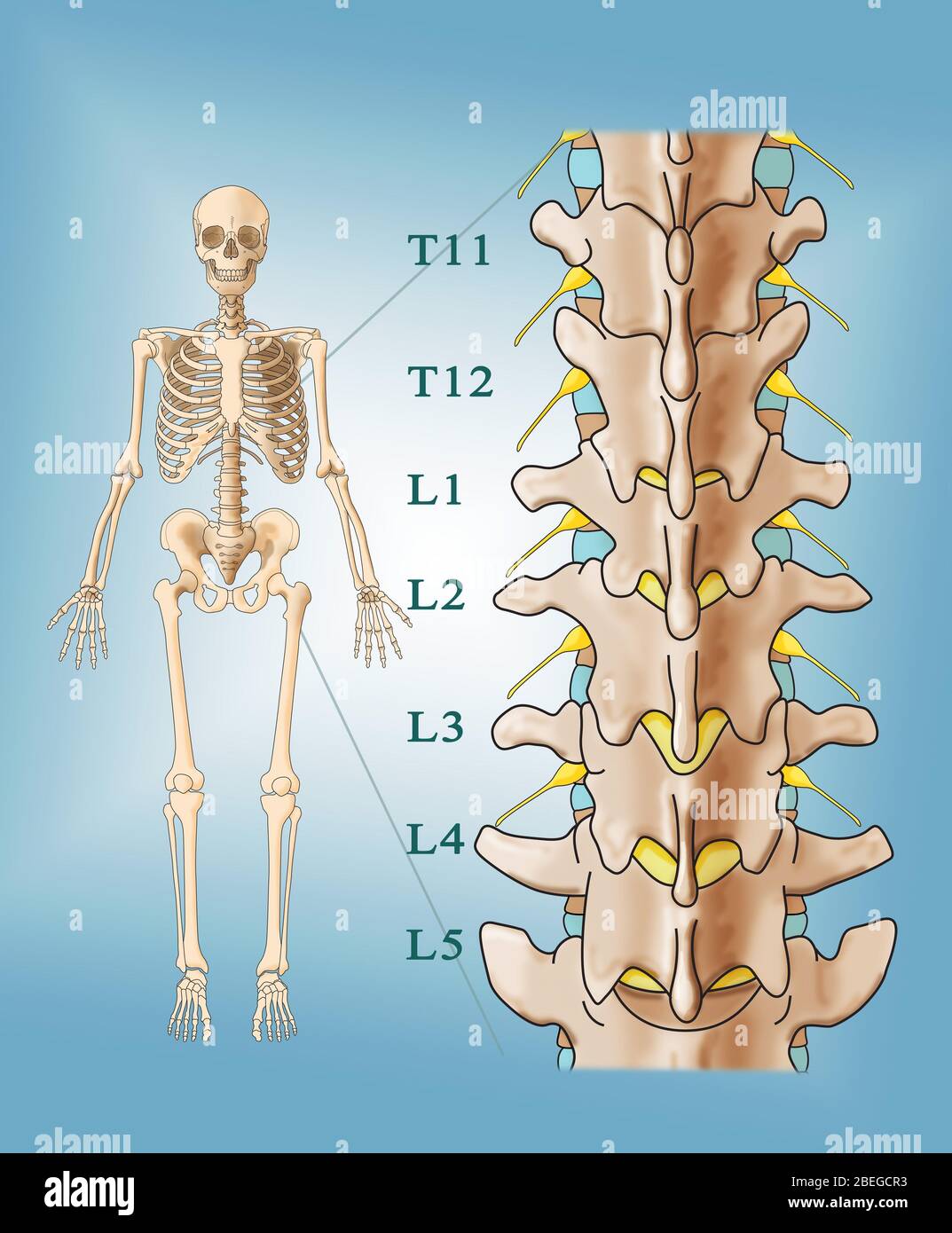 Lumbar Spine Anatomy, Illustration Stock Photo - Alamy