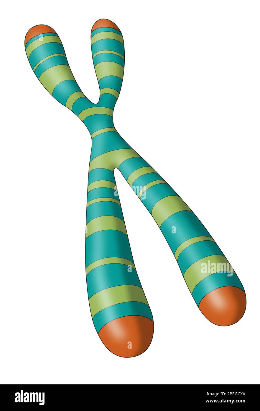 Telomere hi-res stock photography and images - Alamy