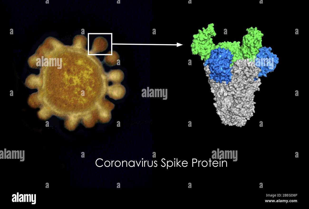 Coronavirus Spike Protein Stock Photo