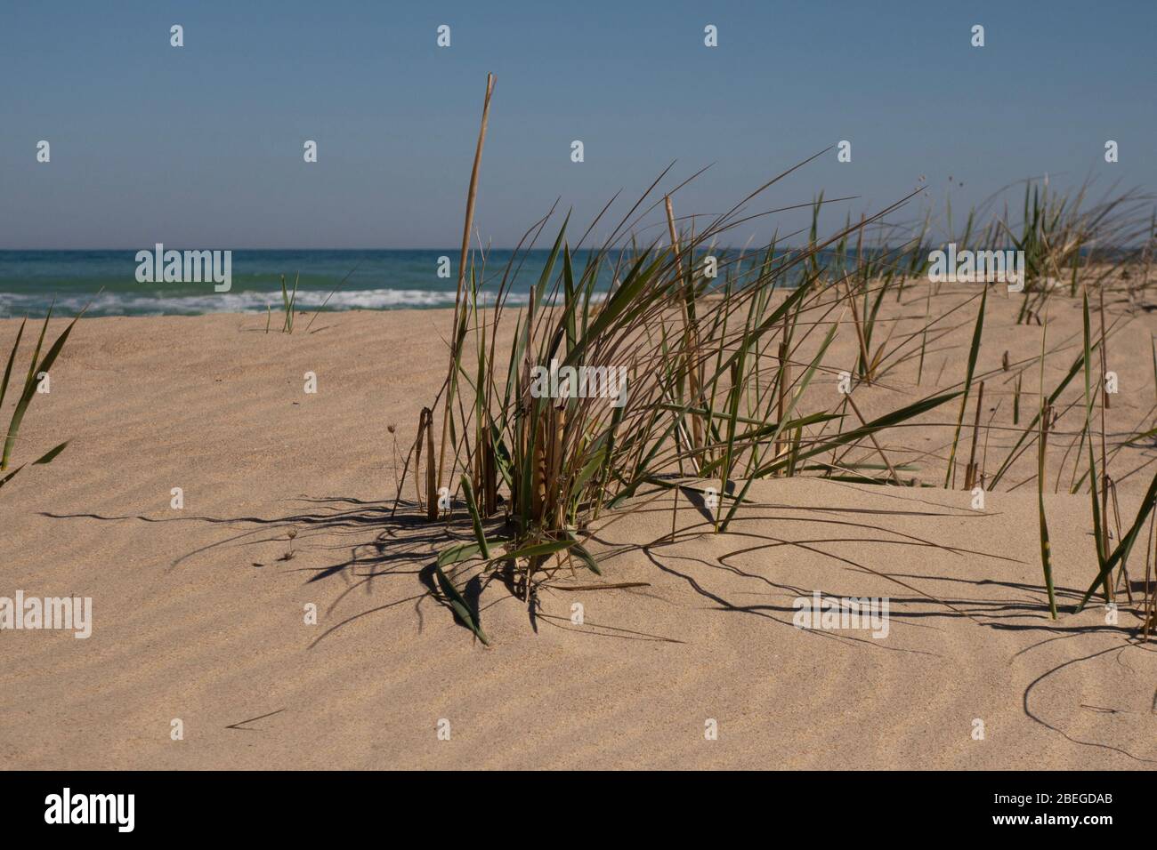 Sand dunes and grass by the sea on a sunny windy day. Stock Photo