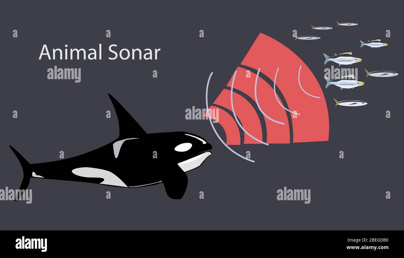 Illustration depicting the ability of some marine animals to use sonar, or echolocation. Killer whales emit sonic pulses which bounce back off of prey, revealing their location. Stock Photo