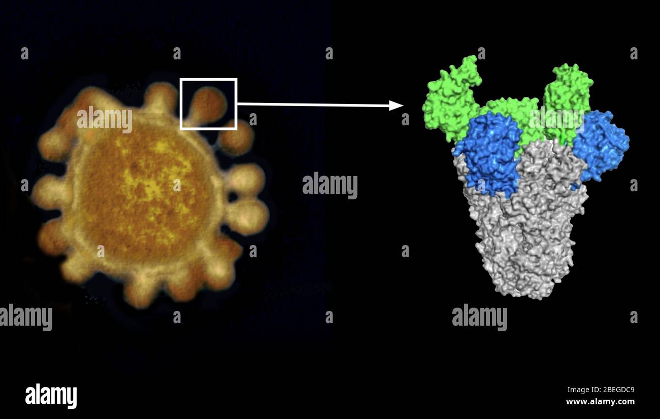 This composite infographic shows a TEM (transmission electron micrograph) of a MERS-CoV coronavirus on the left, and a model of a coronavirus spike on the right. These club-like projections emanating from the viral membrane are characteristic of coronaviruses, including COVID-19. This is a protein on the virus' surface (the 'crown' that gives it the name corona), which enables it to enter cells. Stock Photo