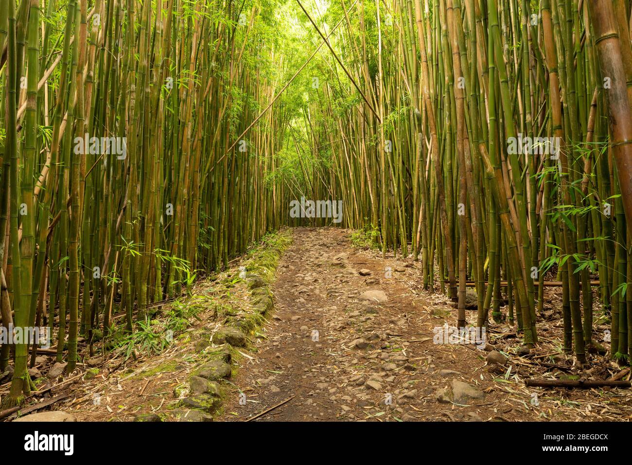 Trail through the bamboo forest of the Haleakala National Park Stock ...