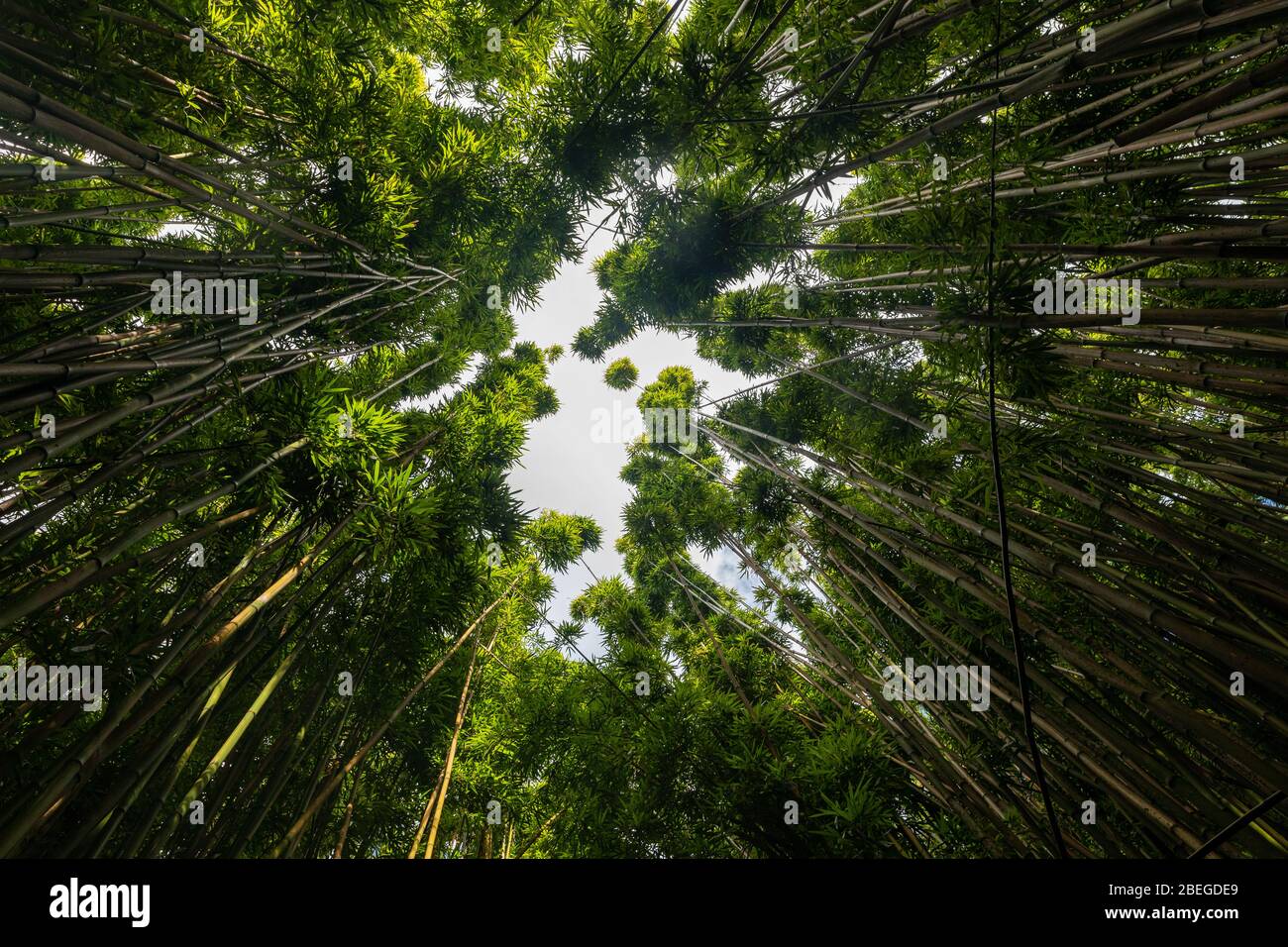 Looking up at the canopy of bamboo trees on the Pipiwai Trail Stock Photo