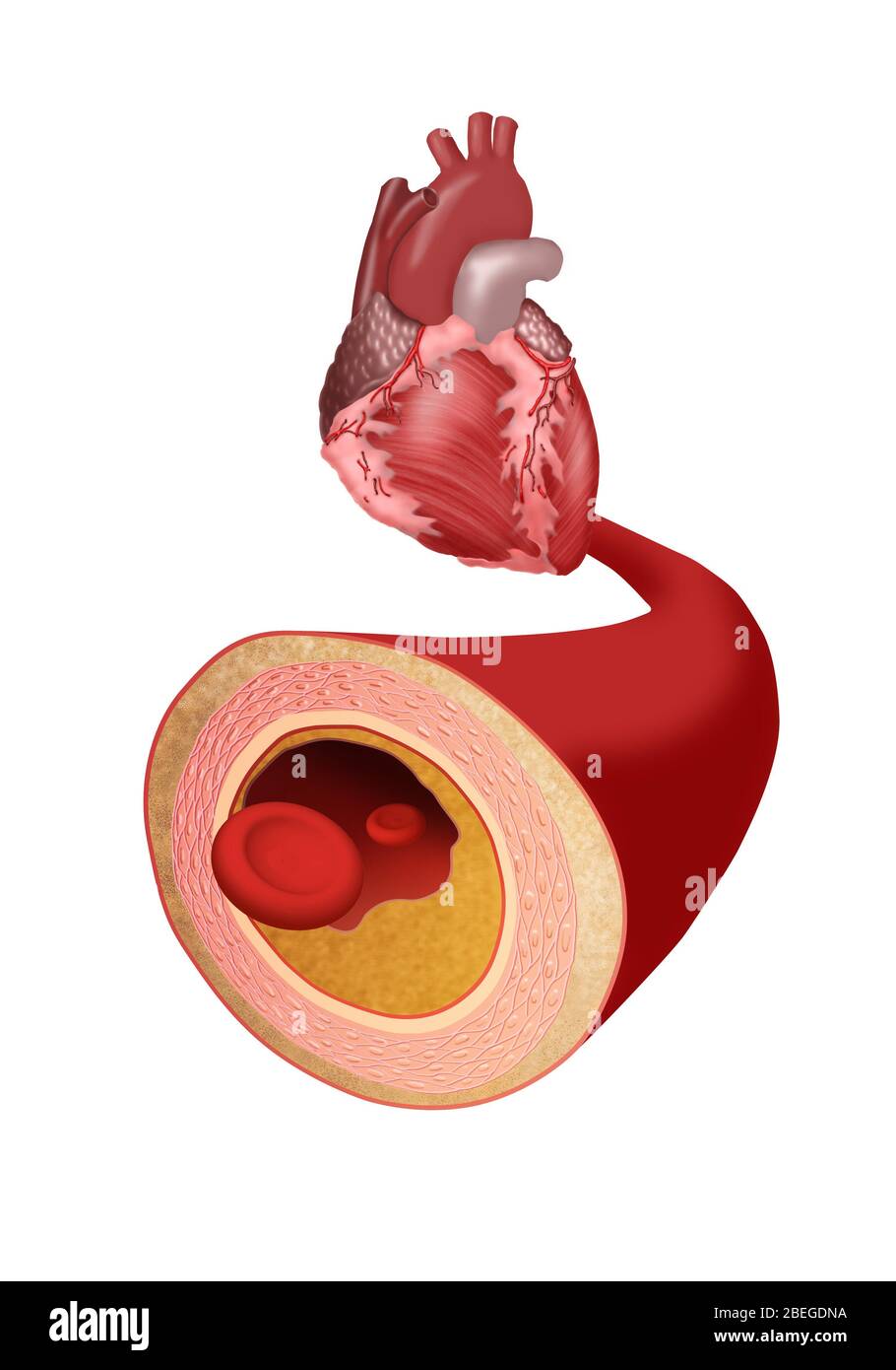 Heart and Artery Stock Photo