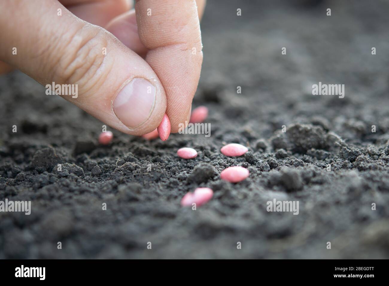 hand with cucumber seeds above the ground Stock Photo