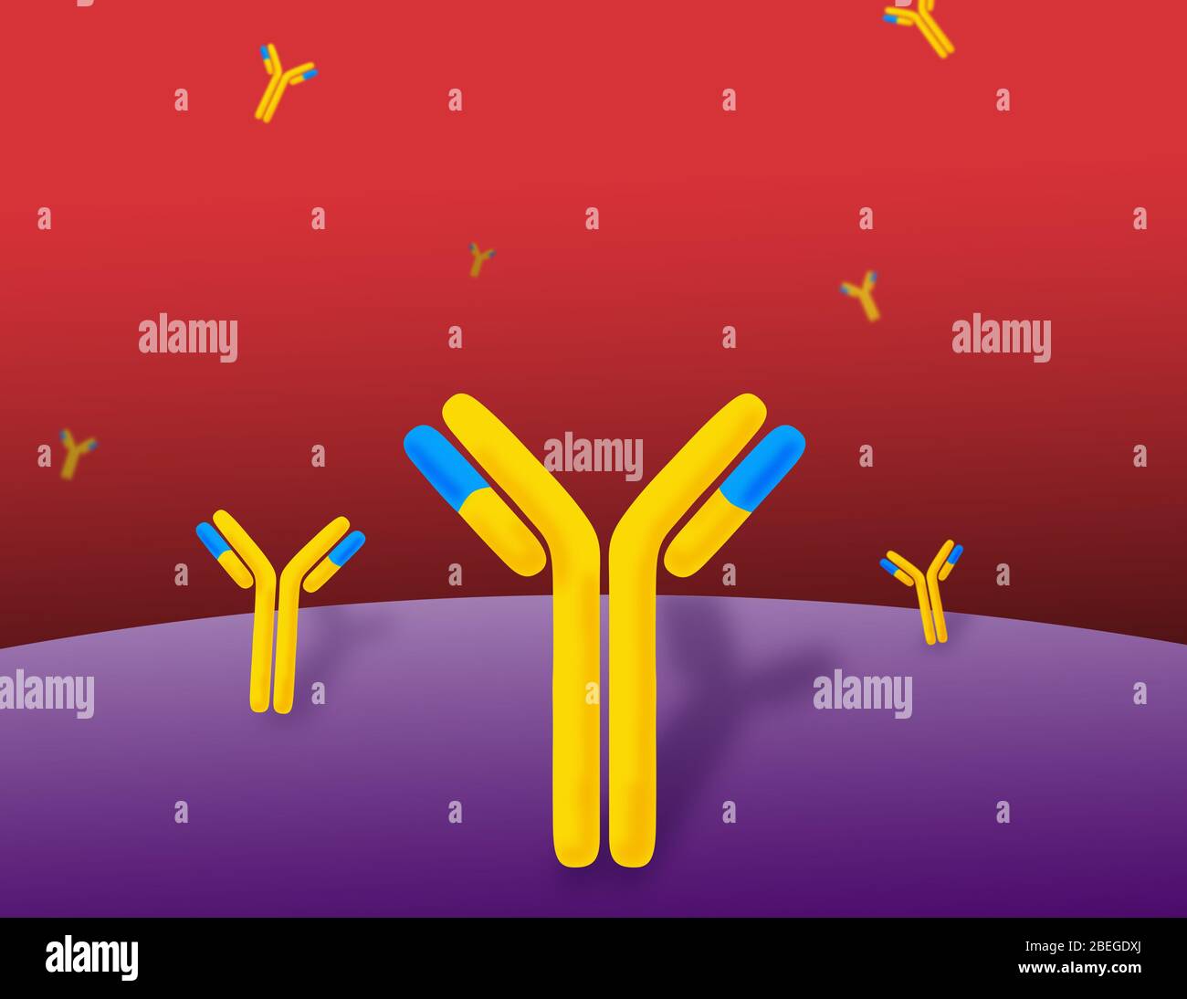 Monoclonal Antibody High Resolution Stock Photography and Images - Alamy