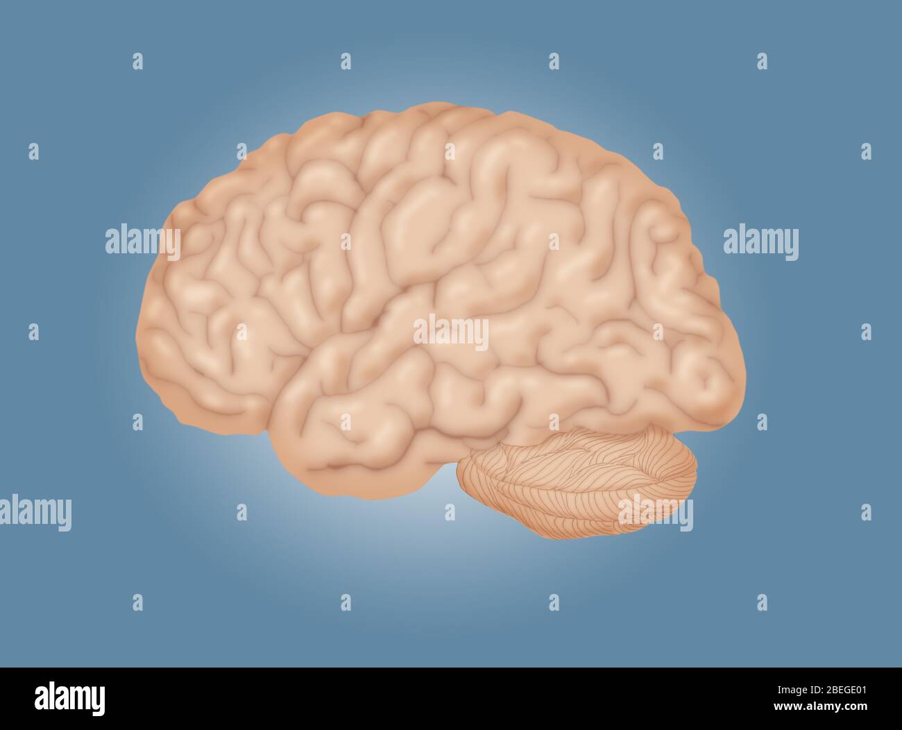 Human Brain, Lateral View Stock Photo