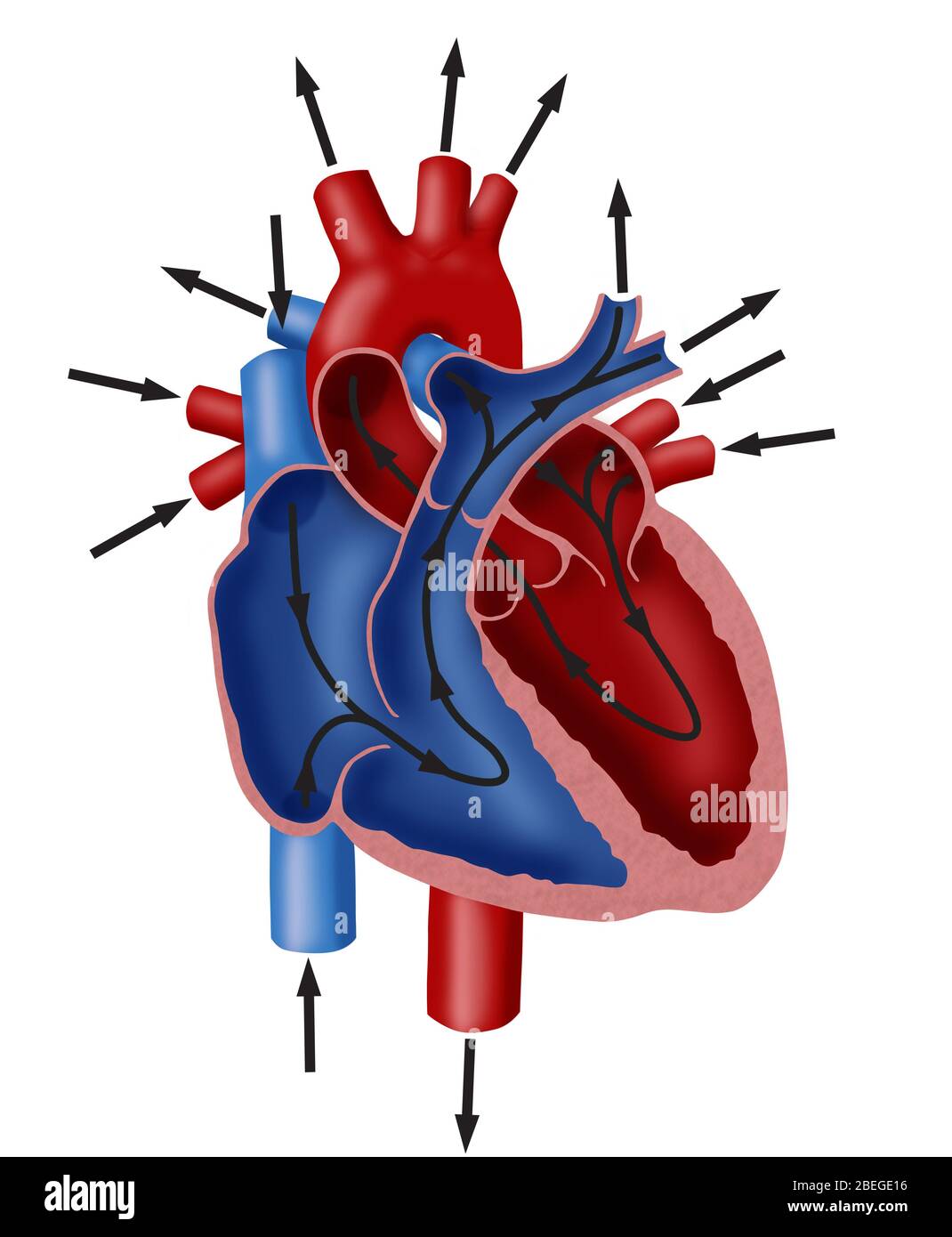 Heart Diagram With Labels And Blood Flow