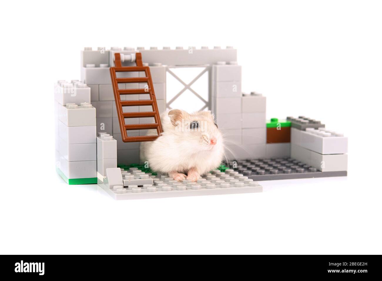 hamster looks out the window at the house Stock Photo