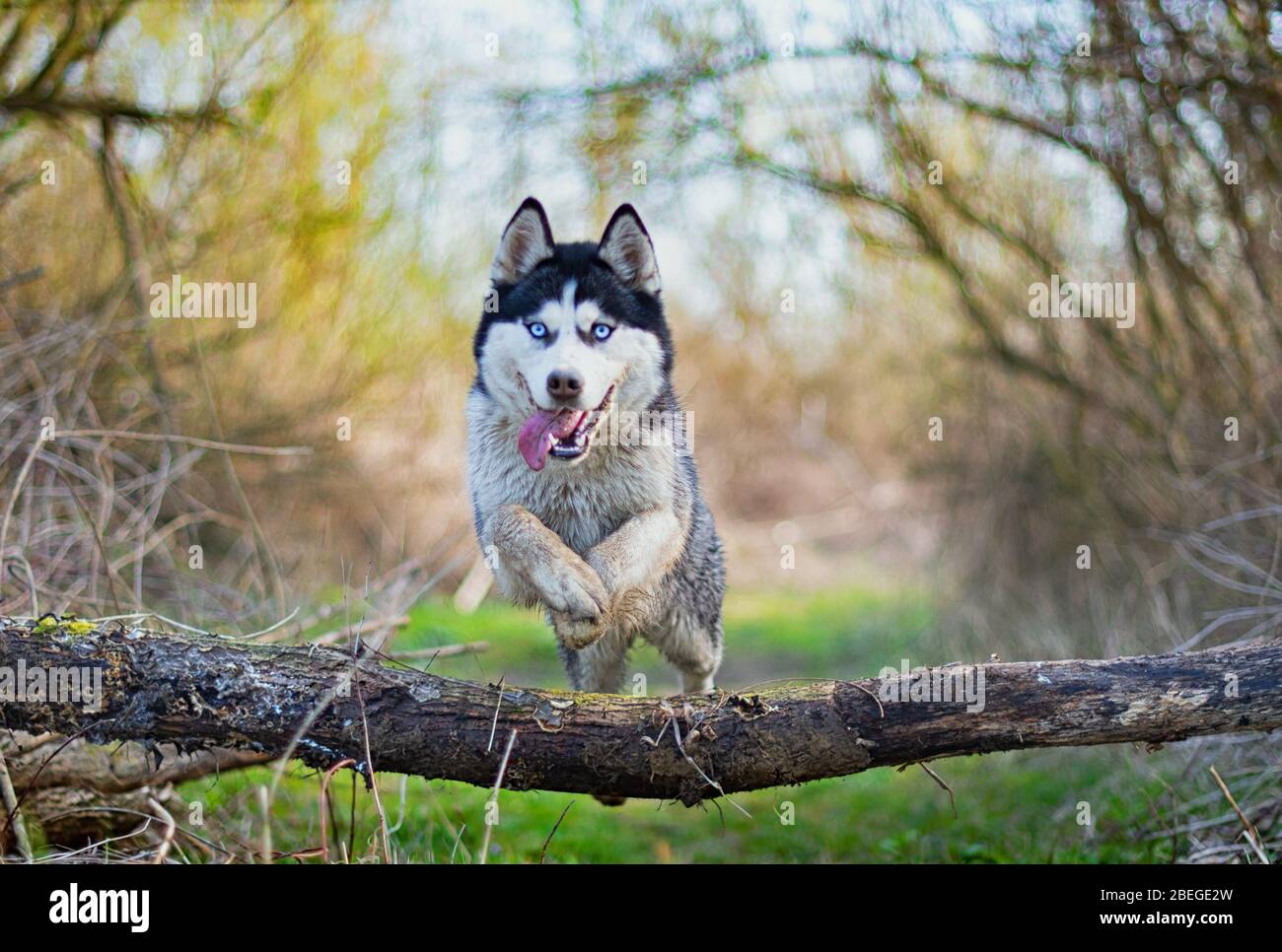 Jumping Siberian Husky High Resolution Stock Photography And Images Alamy
