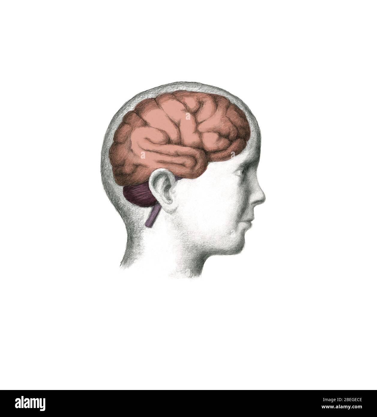 Anatomy human brain side view hi-res stock photography and images - Alamy