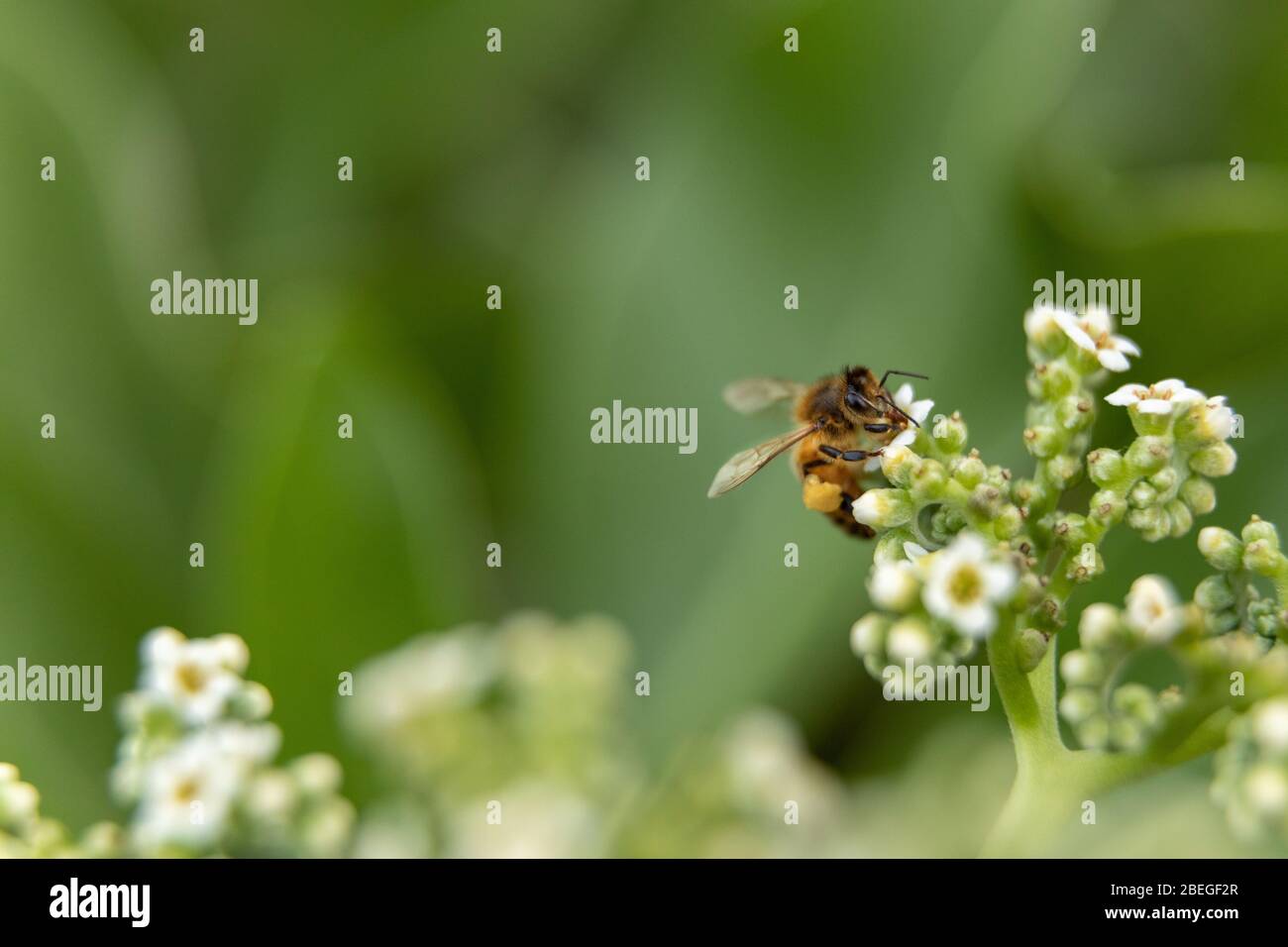 A bee pollinating a white flower Stock Photo