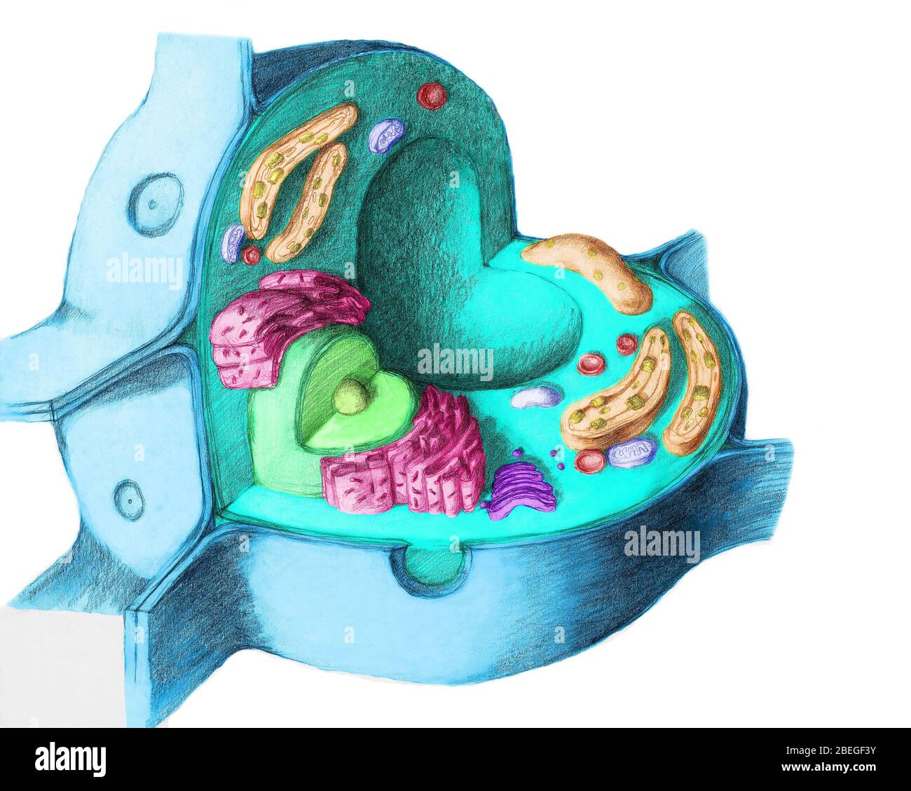Plant Cell Stock Photo