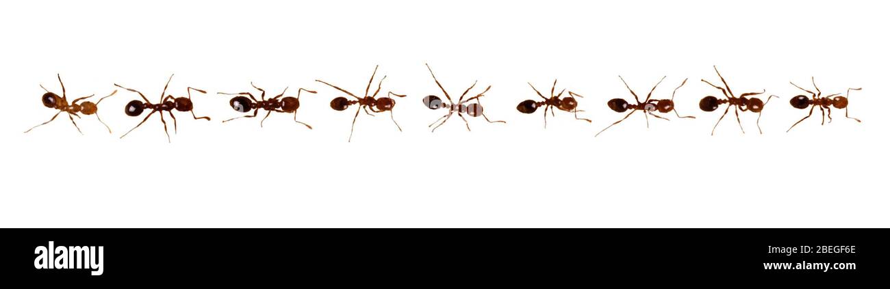 Ants Marching in a Line Stock Photo