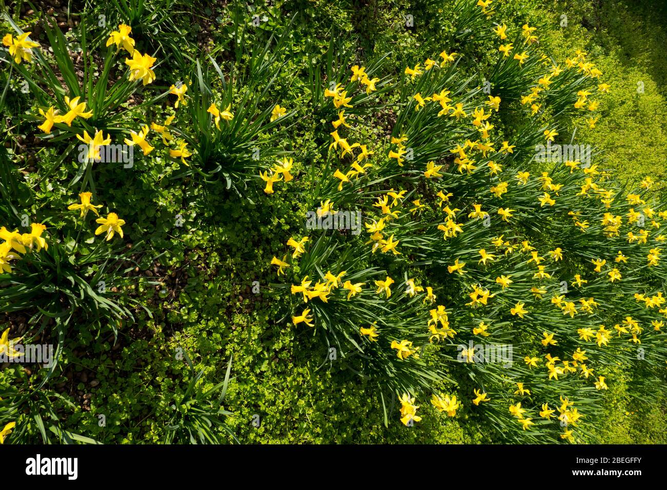 Osterglocken, Narzissen blühen leuchtend Gelb auf einer Wiese Stock Photo