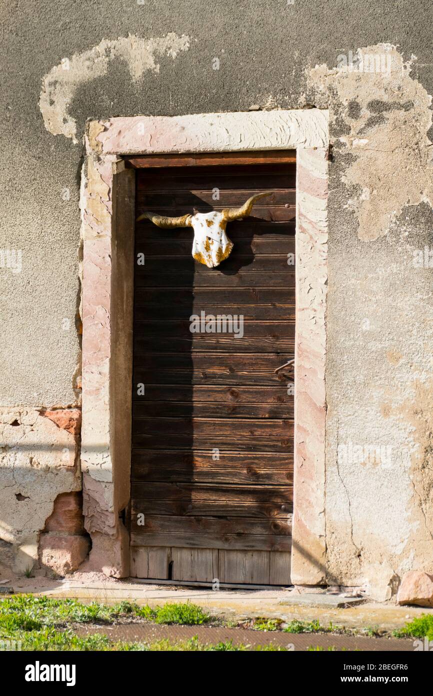 Stier Schädel mit Hörnern hängt an einer Tür Stock Photo