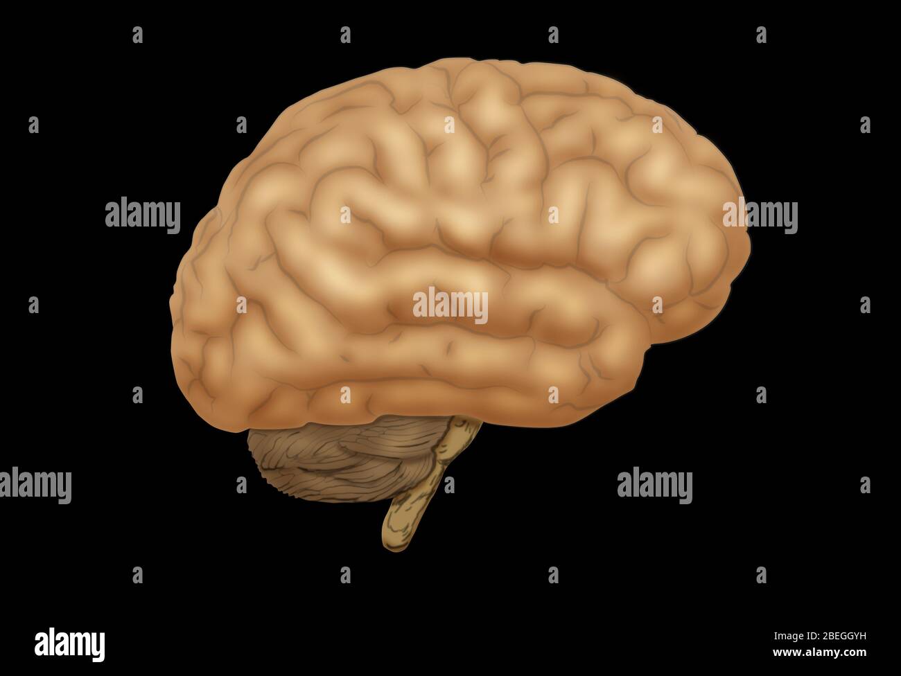 Human Brain Stock Photo - Alamy
