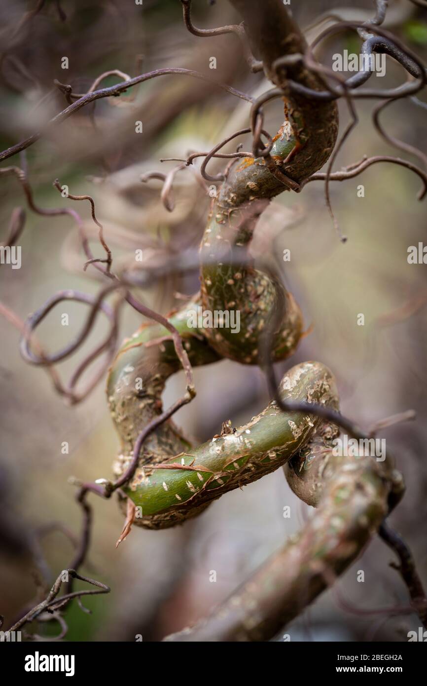 Contorted Hazel Corylus Avellana Contorta High Resolution Stock