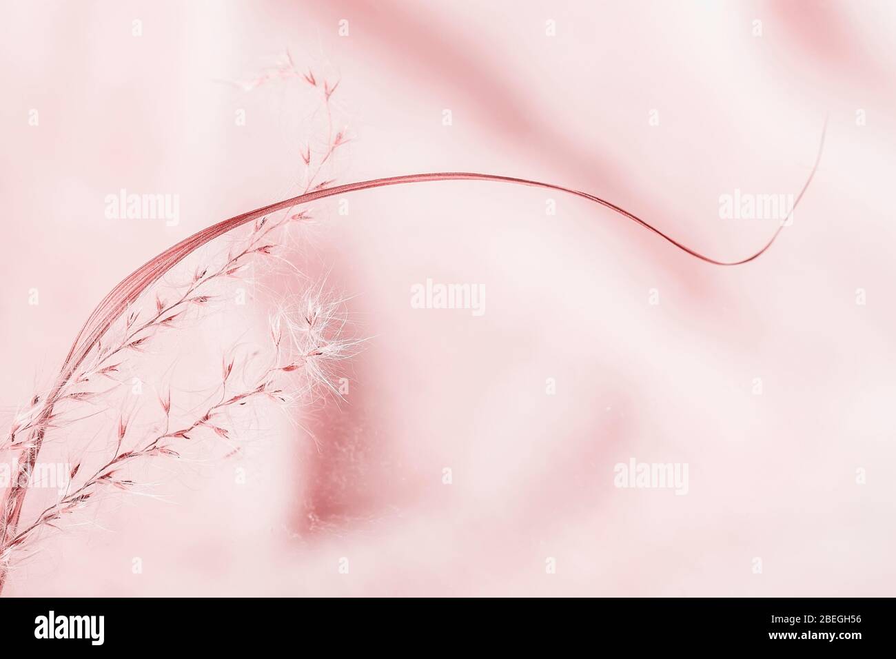 Abstract background with meadow cereal plant, gentle pink color, high key, selective focus, nature wallpaper Stock Photo