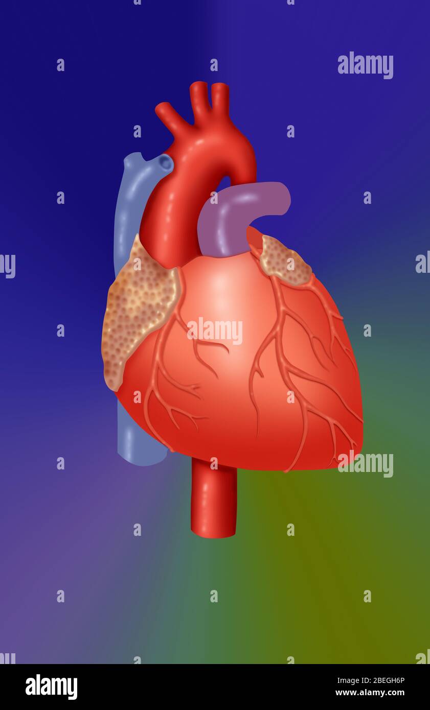 Human heart anatomy hi-res stock photography and images - Alamy