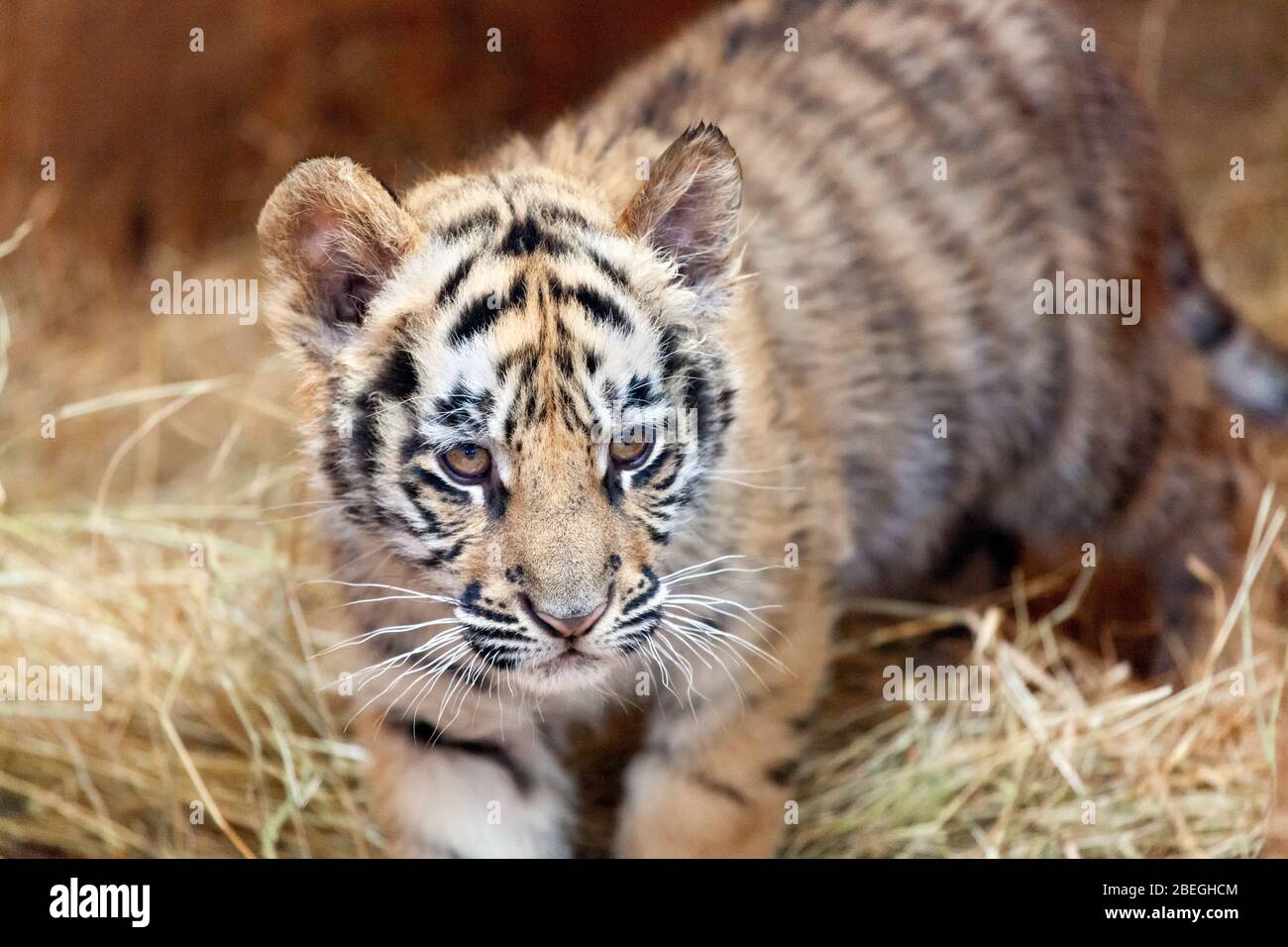 Young tiger cub in animal game park close-up Stock Photo