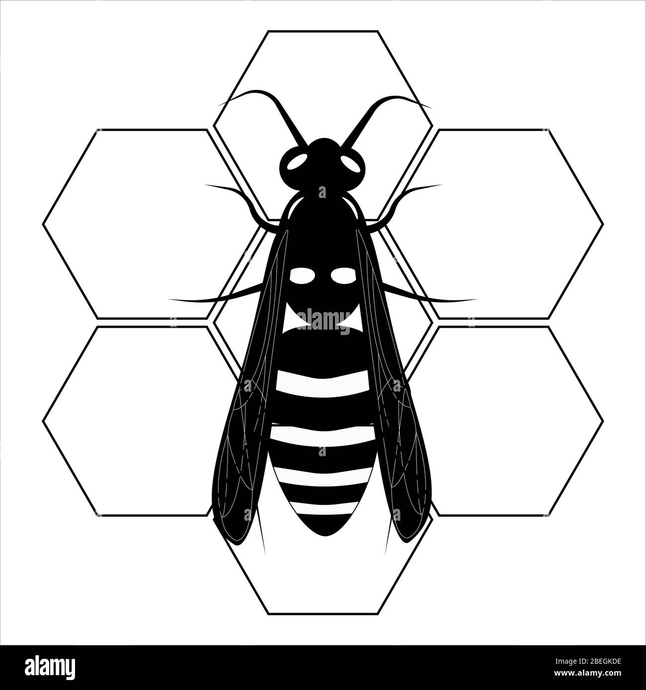 Wasp. Honey bee. Botany illustration. Insect animal, exotic. Vector isolated on white backdrop. Honeycomb. Stock Vector