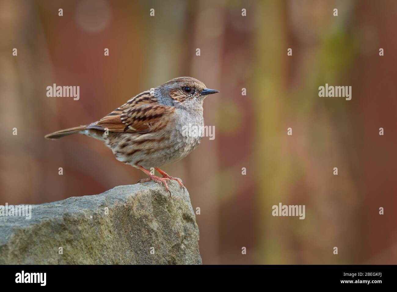Dunnock Prunella Modularis Is Small Passerine Brown And Grey Or Blue 