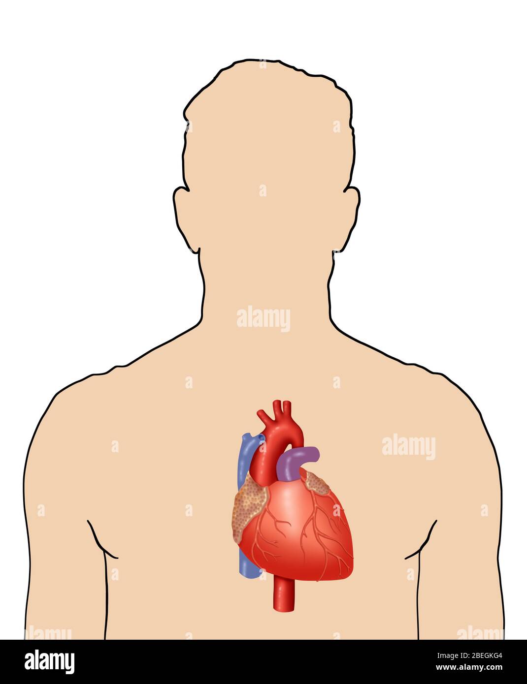 Position of the heart Stock Photo - Alamy