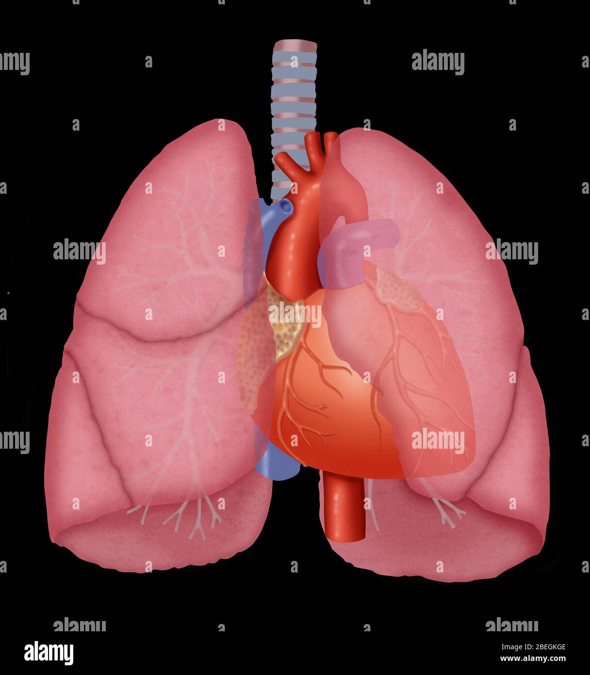 Circulatory system heart lungs hires stock photography and images Alamy